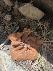 Discinaceae