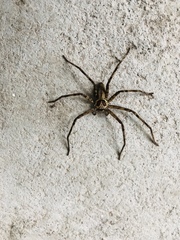 Araneae