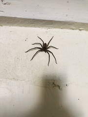 Araneae