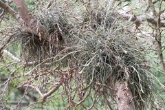 Tillandsia baileyi