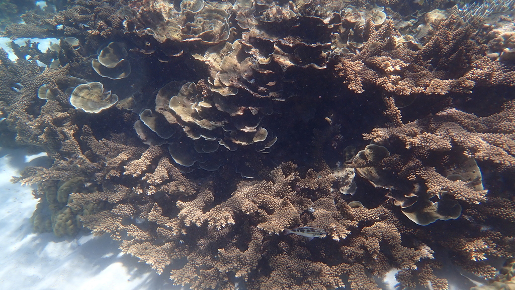 Black-and-white Monocle Bream
