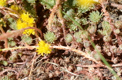 Petrosedum forsterianum