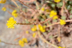 Petrosedum forsterianum