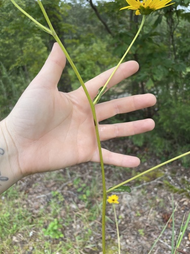 Image of Helianthus atrorubens by (c) Alicia Ballard, some rights reserved (CC BY)