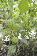 Physalis ixocarpa