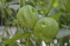 Physalis ixocarpa