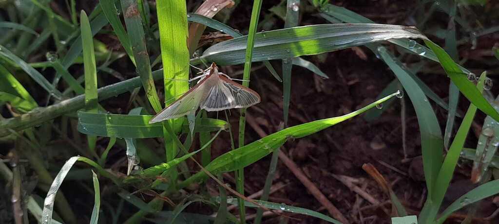 Four-spotted Palpita Moth from Centro Universitario de los Altos ...