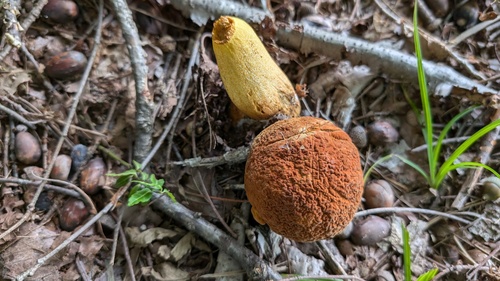 Rugiboletus extremiorientalis
