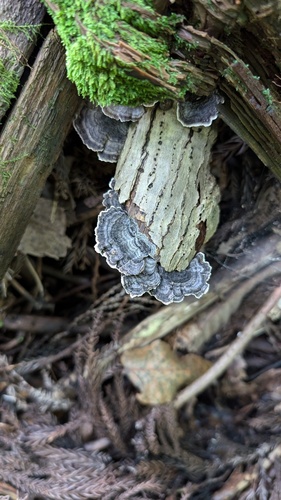 Trametes versicolor