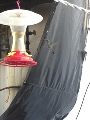 Cynanthus latirostris