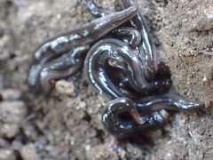 Endeavouria septemlineata