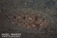 Aseraggodes lenisquamis