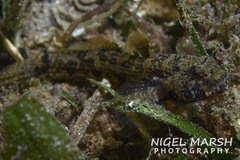 Bathygobius krefftii