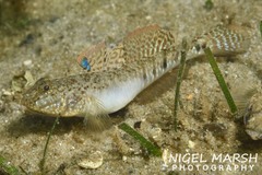 Eastern Longfin Goby photo 4