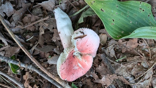 Russula