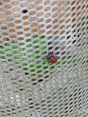 Coraliomela quadrimaculata