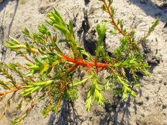 Diosma aspalathoides