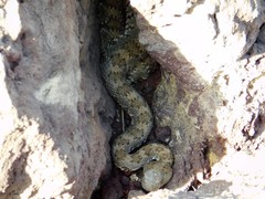 Crotalus stephensi