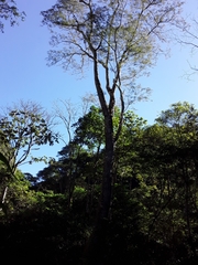 Anadenanthera colubrina