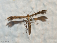 Dejongia lobidactylus