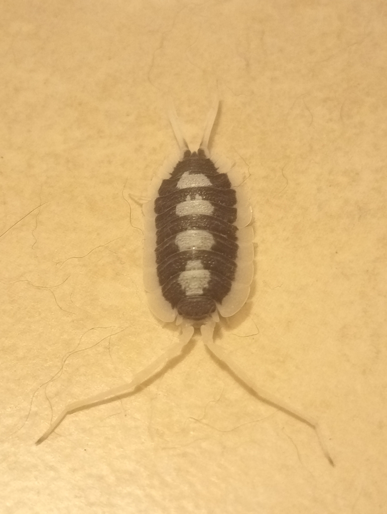 Porcellio succinctus