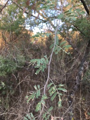 Havardia mexicana