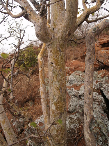 Small-leaved rock fig