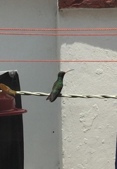 Cynanthus latirostris