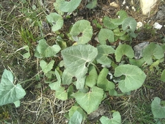 Petasites paradoxus