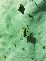 Eburia chemsaki