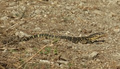 Varanus salvator bivittatus