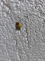 Salticidae