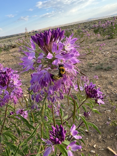 Nevada Bumble Bee