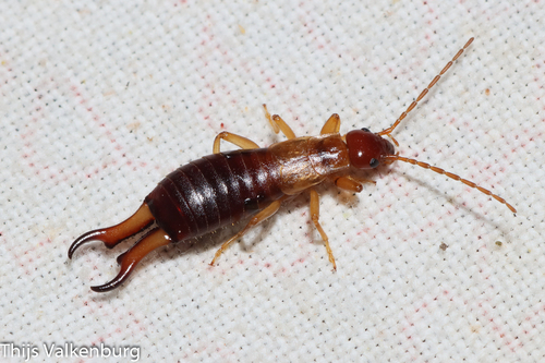 Forficula lesnei Finot, 1887