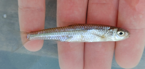 Sand shiner (Notropis stramineus) — Cyprinidae — 2