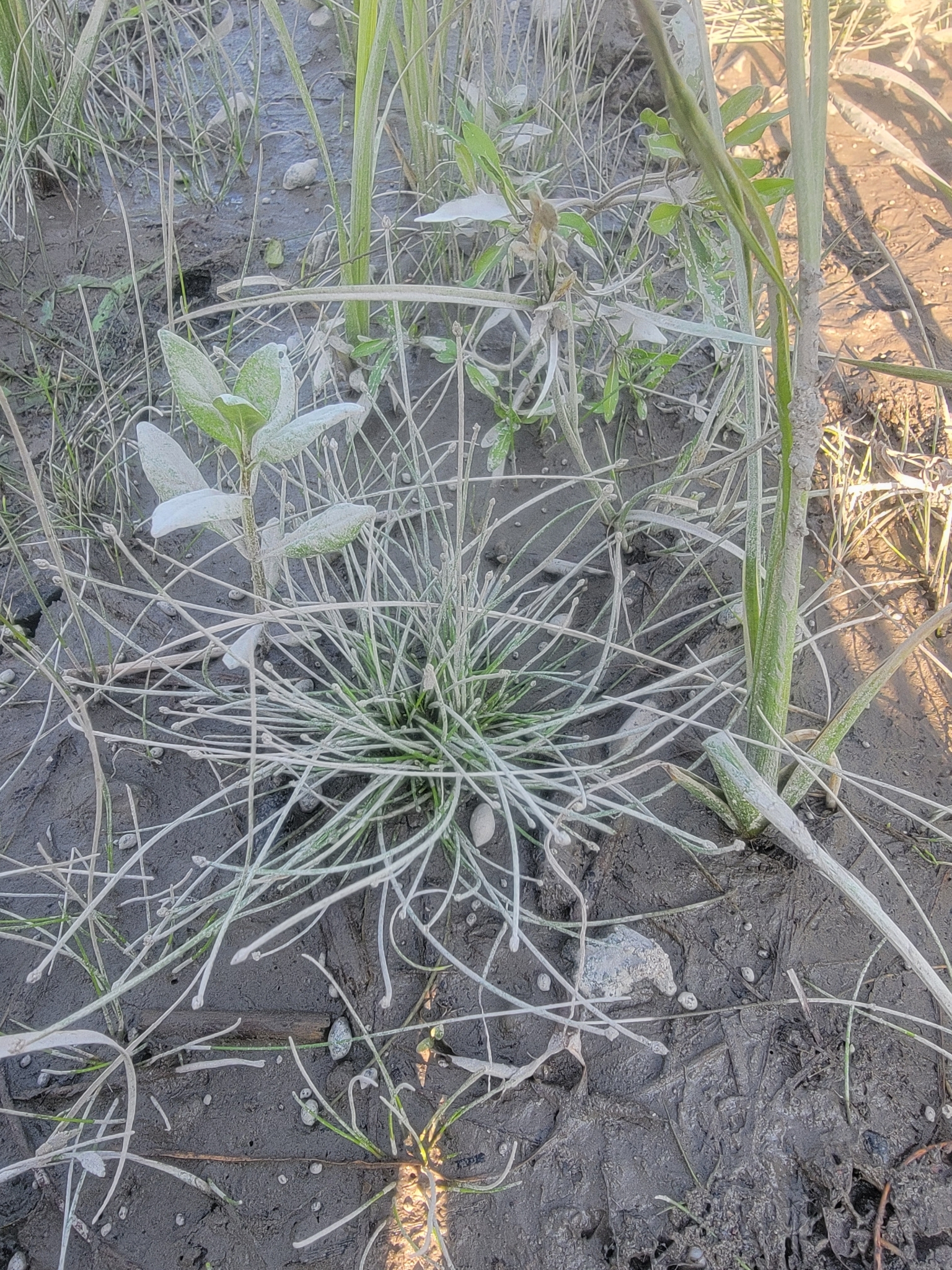 Tidal Spikerush (Eleocharis aestuum)