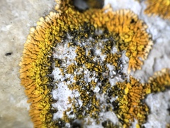 Leproplaca cirrochroa