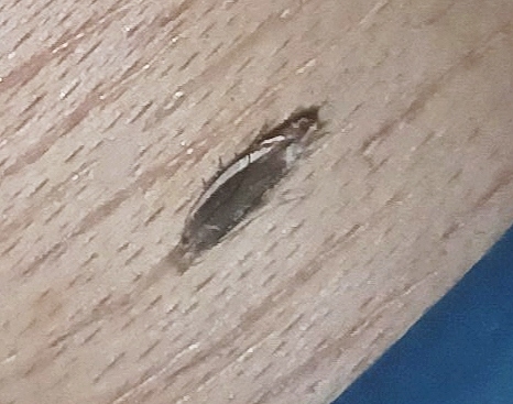 Sophronia humerella