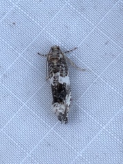 Olethreutes fasciatana