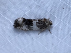 Olethreutes fasciatana