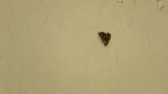 Hyperlopha compactilis