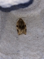 Choristoneura fractivittana