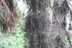 Tillandsia baileyi