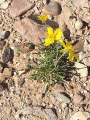 Thelesperma subnudum