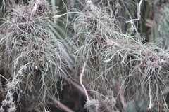 Tillandsia baileyi