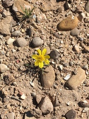 Thelesperma subnudum