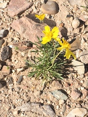 Thelesperma subnudum