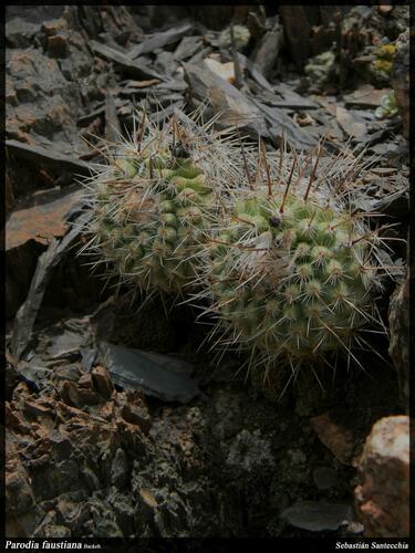 Parodia nivosa