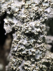 Punctelia appalachensis