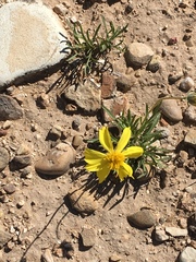 Thelesperma subnudum